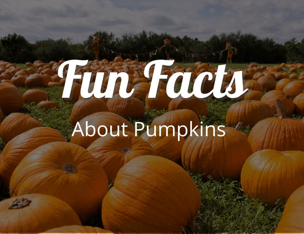 12 Amazing Fun Facts About Pumpkins That Will Spice Up Your Knowledge ...