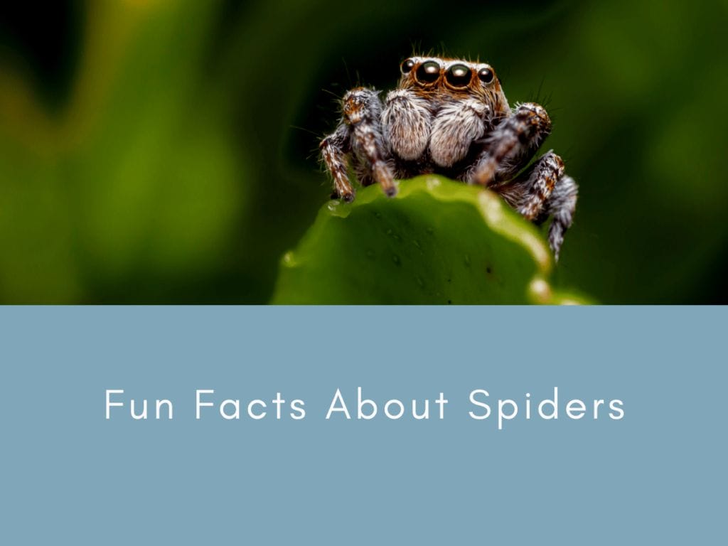 Fun Facts About Spiders