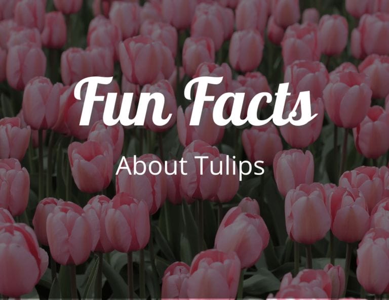 12 Amazing Fun Facts About Tulips That Will Make You Admire Them Even More!