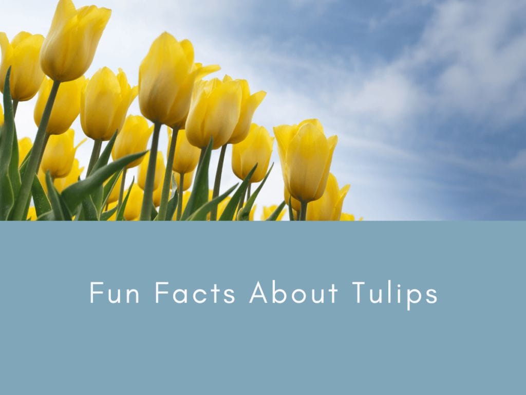 Fun Facts About Tulips