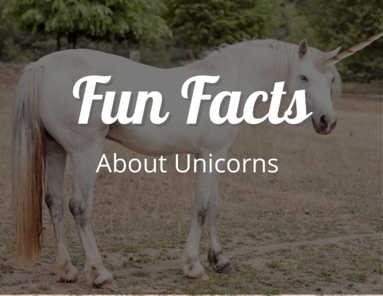 12 Enchanting Fun Facts About Unicorns That Will Sparkle Your Imagination!