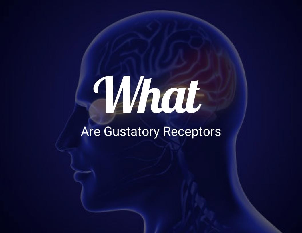 What are gustatory receptors