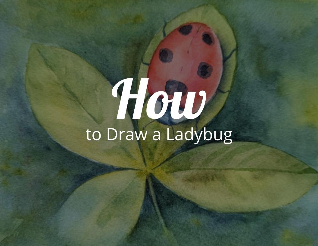 How To Draw a Ladybug