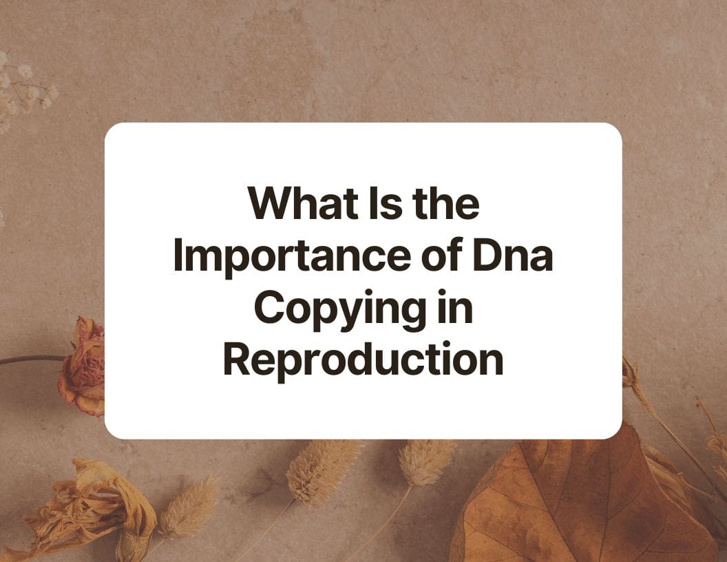 What Is The Importance Of Dna Copying In Reproduction