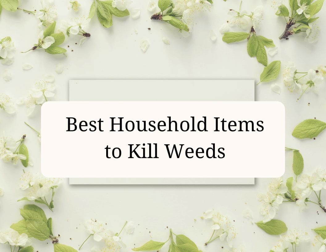 Best Household Items to Kill Weeds