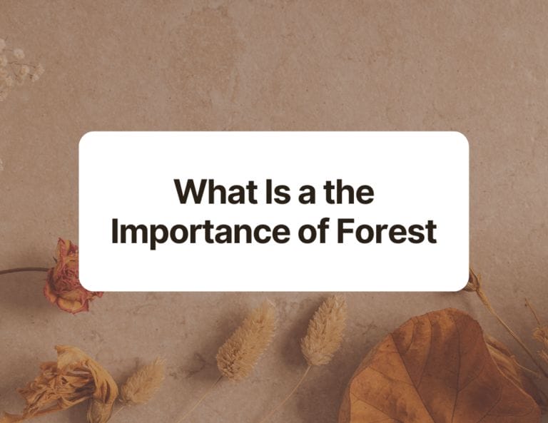 what is a the importance of forest