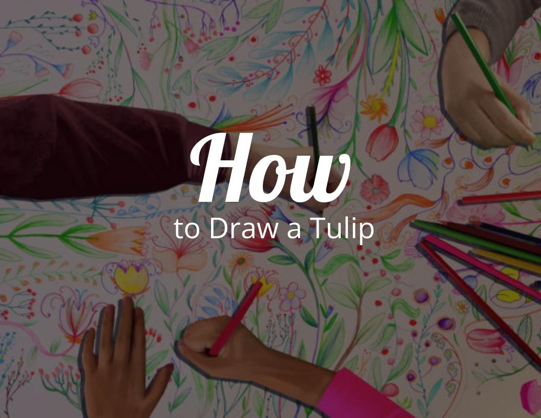 How To Draw A Tulip