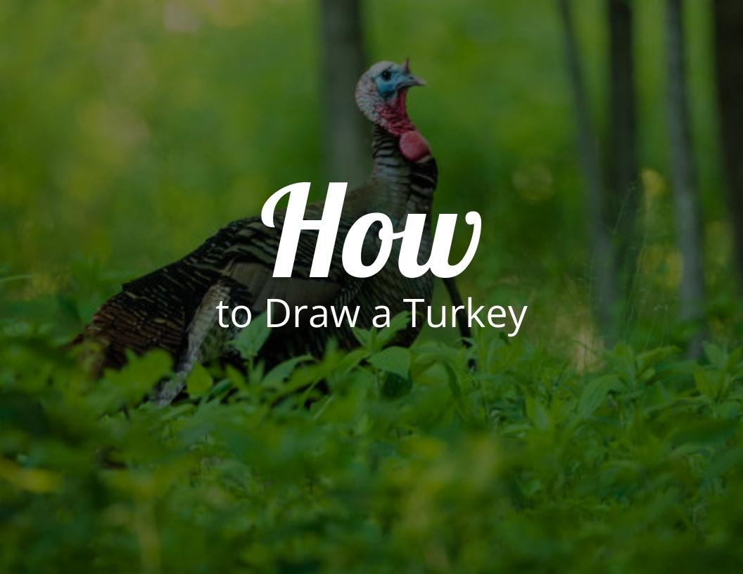 How To Draw A Turkey