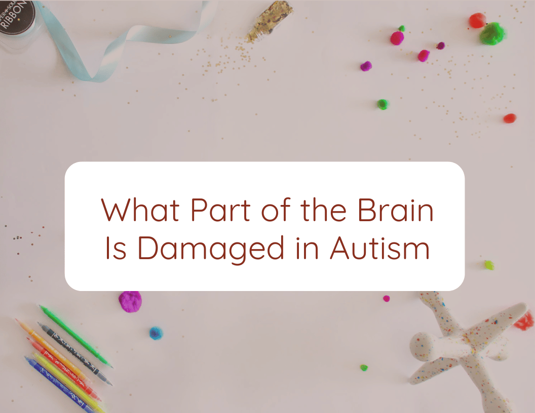 What Part of the Brain Is Damaged in Autism