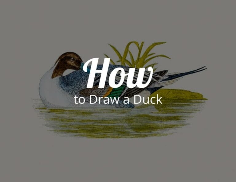 How to draw a duck?