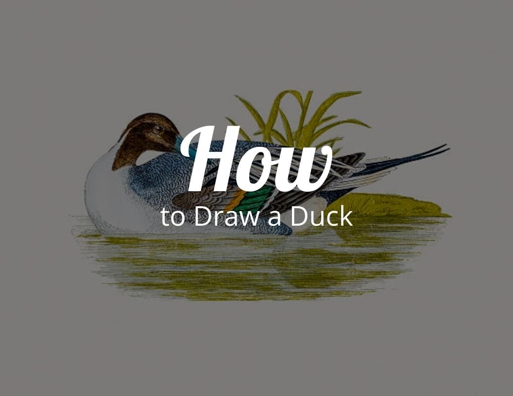 How to draw a duck