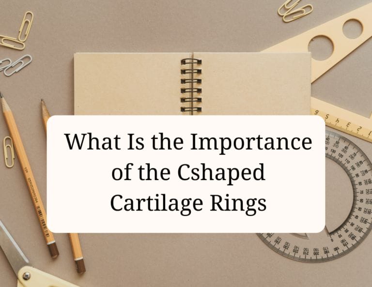 what is the importance of the cshaped cartilage rings