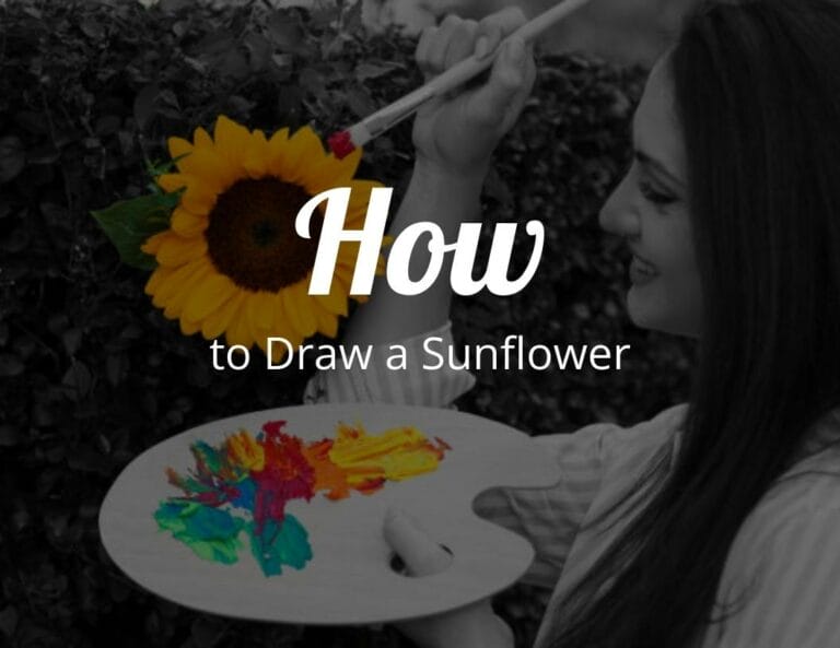 How to draw a sunflower?