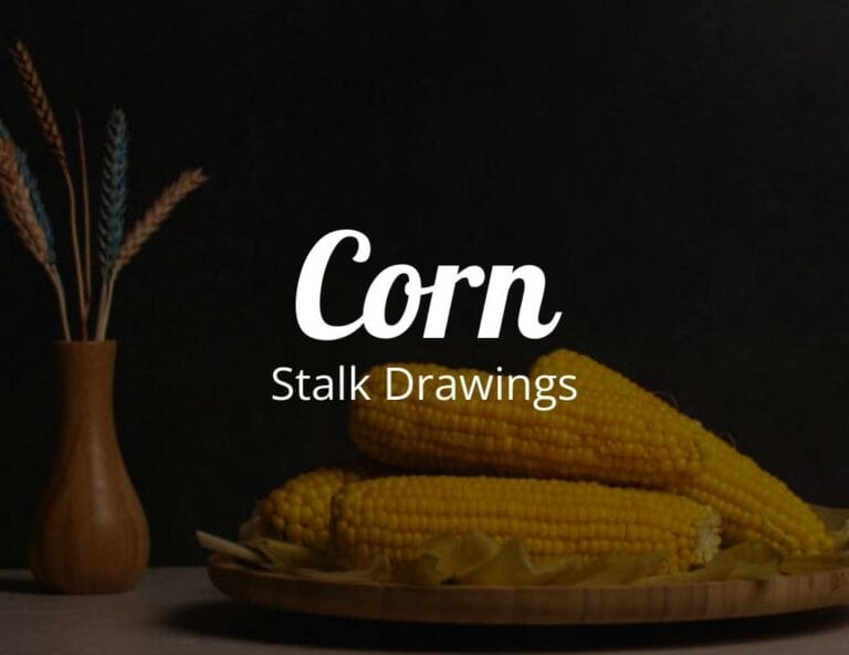 How to Draw a Corn Stalk Drawings Step by Step with Free Corn Printable