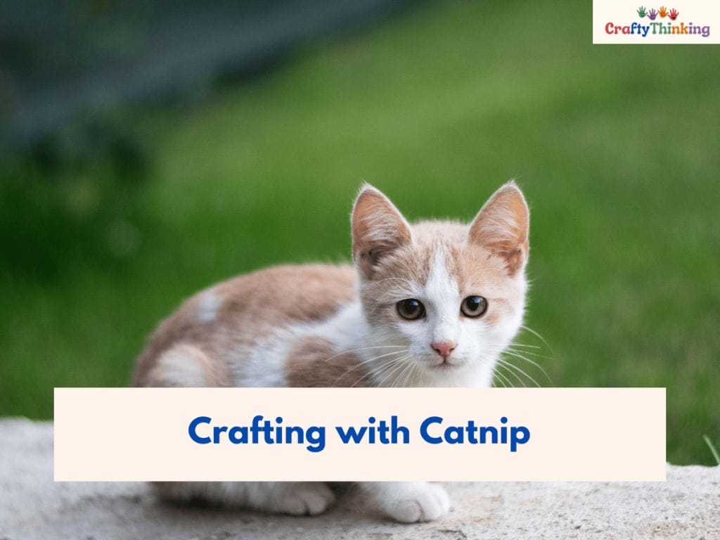 Crafts for Pets