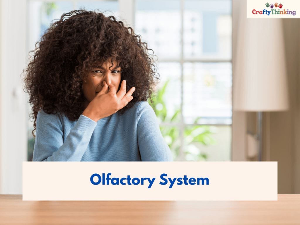 Olfactory Sensory