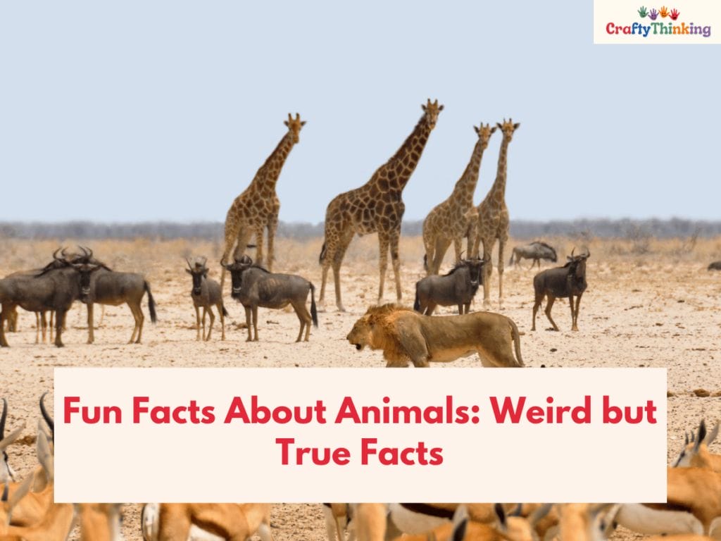 Random Fun Facts