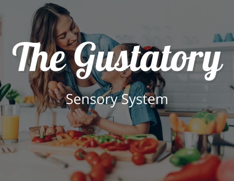 Gustatory Sensory System Everything About the Gustatory System