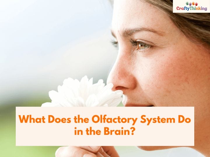 Olfactory System