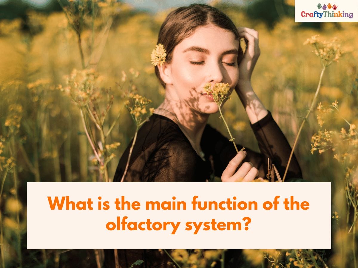 Olfactory System