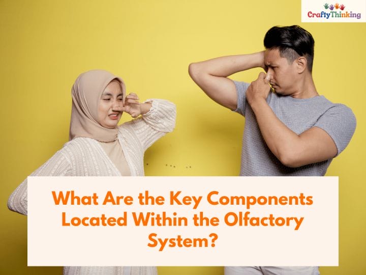 Olfactory System