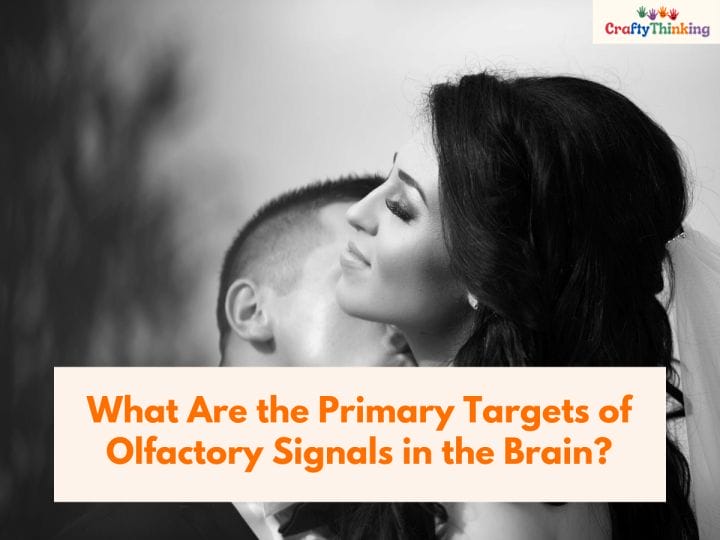 Olfactory System