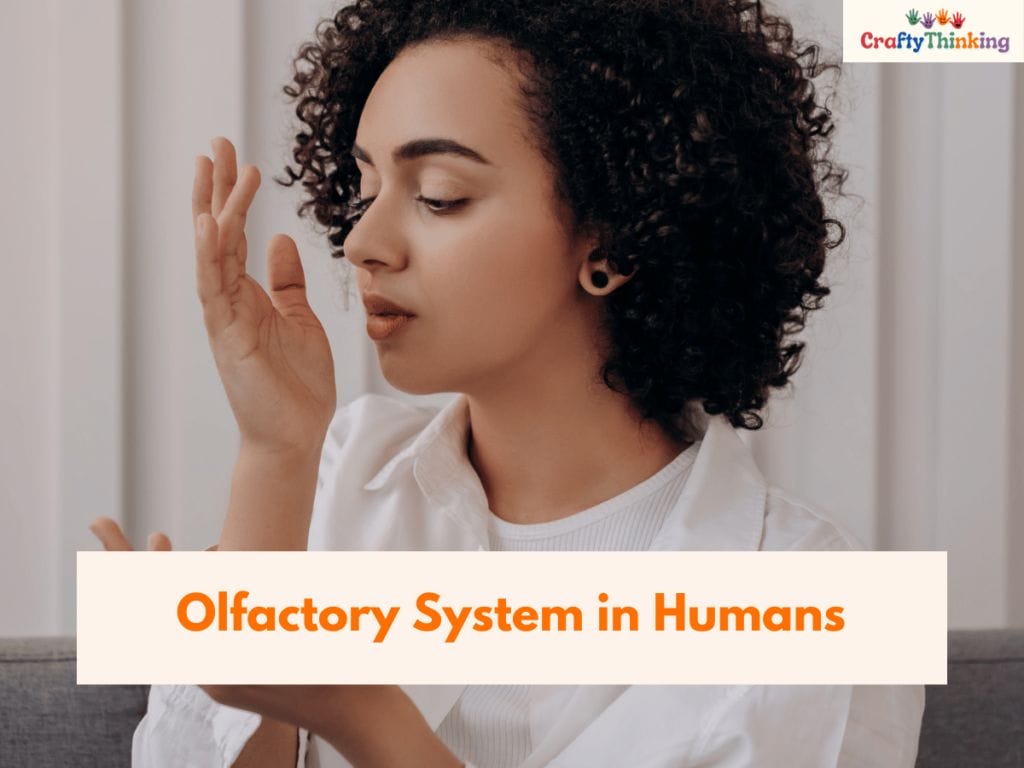 Olfactory System