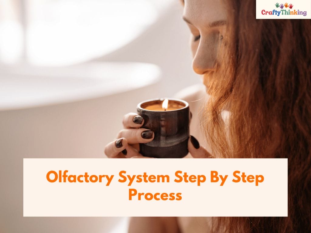 Olfactory System