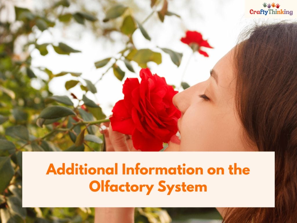 Olfactory System