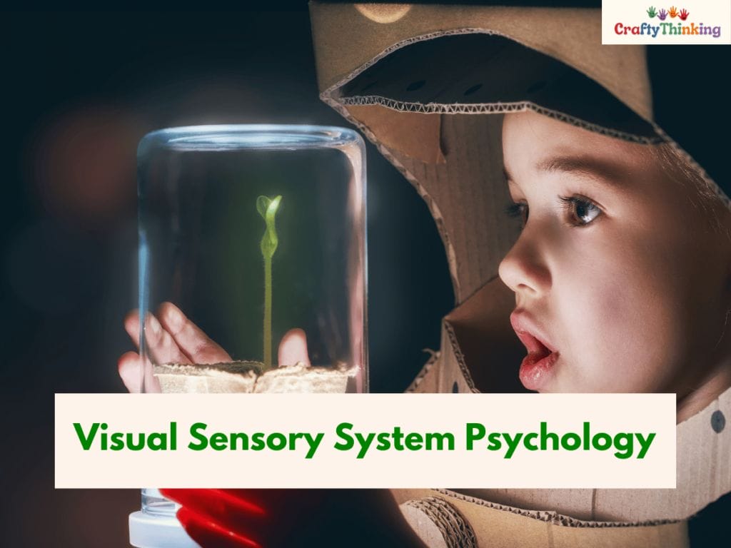 Visual Sensory System