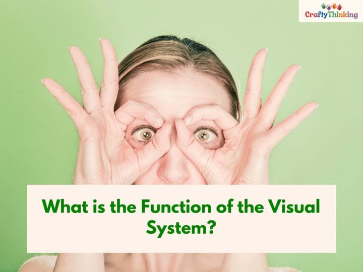 Visual Sensory System