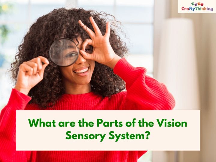 Visual Sensory System