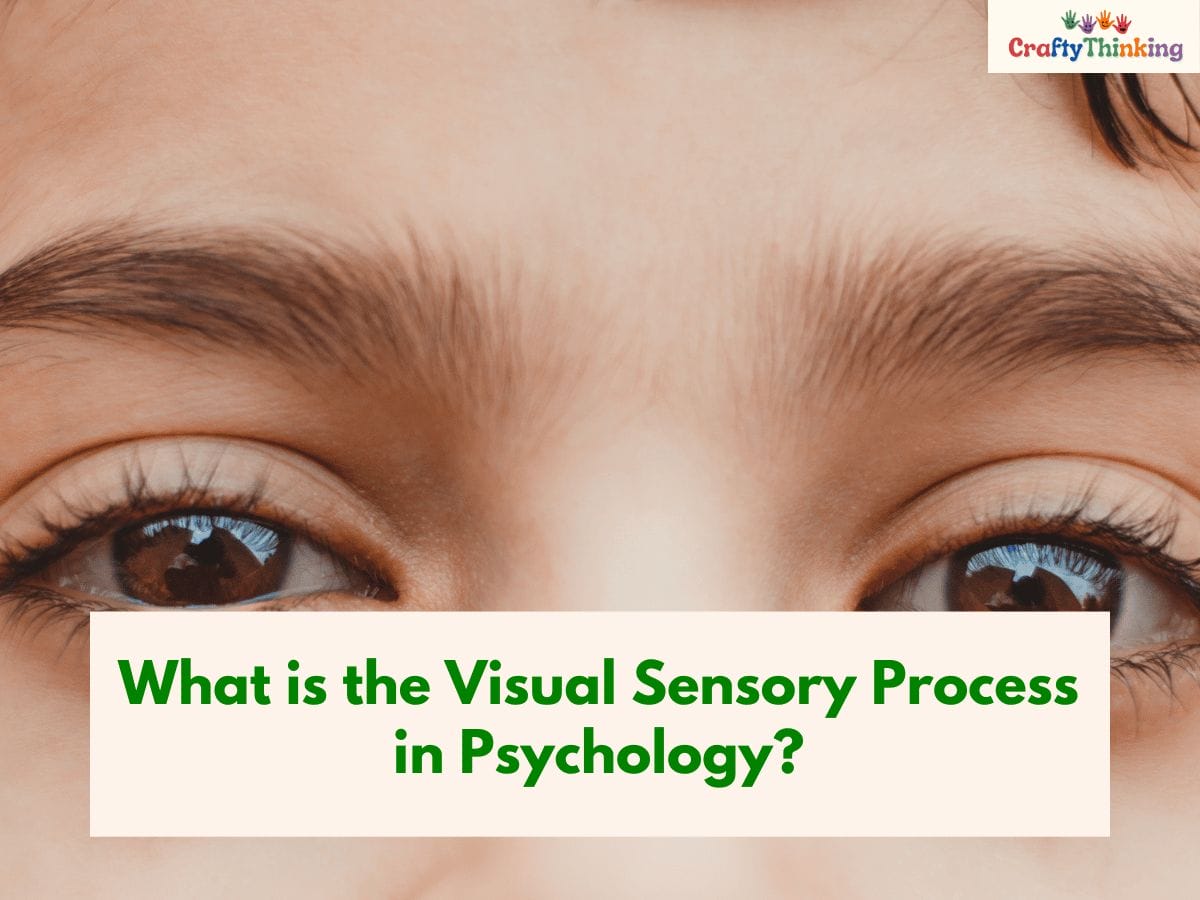 Visual Sensory System