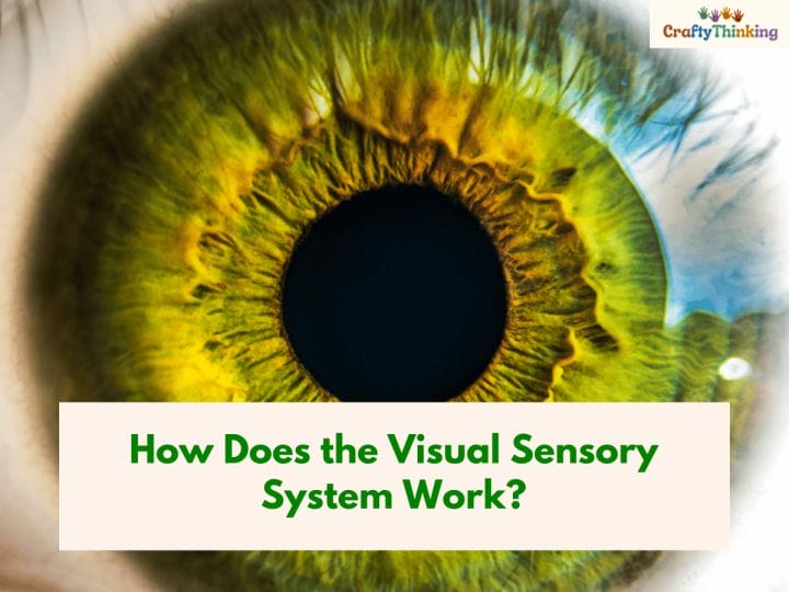 Visual Sensory System