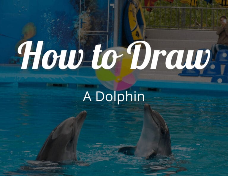 How to Draw a Dolphin Step by Step Tutorial
