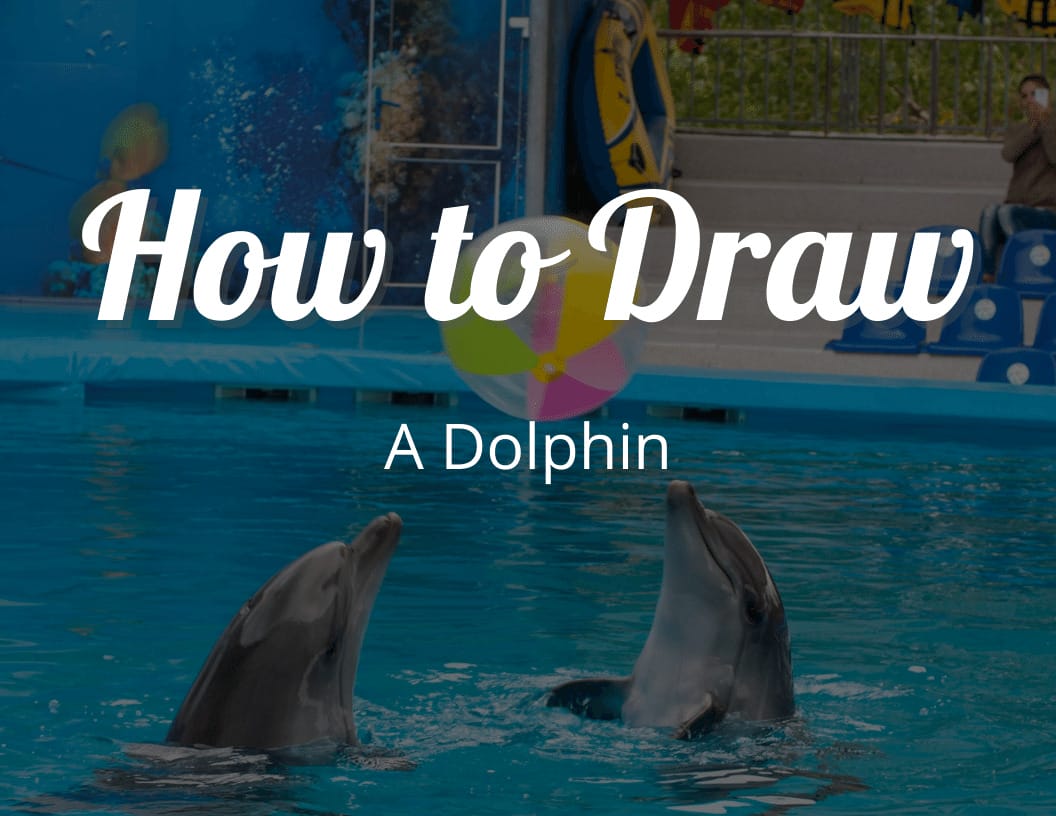 How To Draw A Dolphin Step By Step Tutorial - Craftythinking