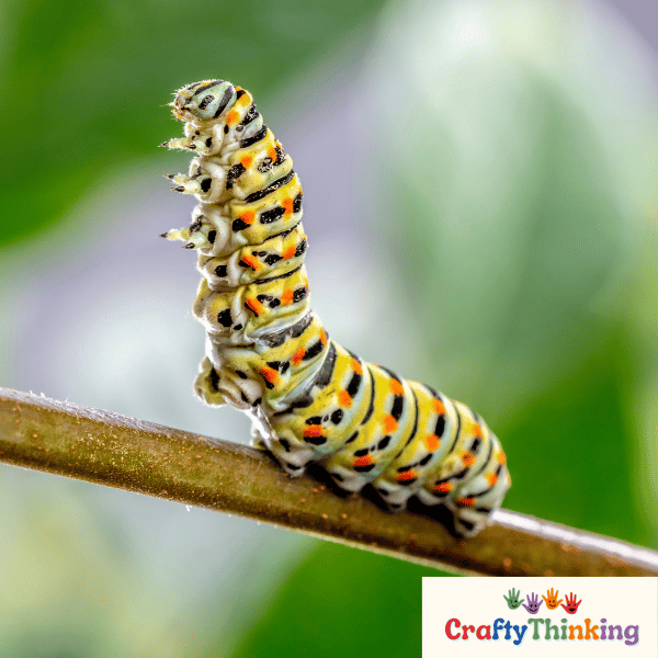 Caterpillar Drawing | Easy drawings for kids, Drawing for kids, Canvas  painting projects